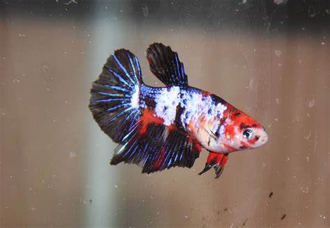 Bettas "Betta splendens"