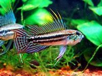 Agassiz's Dwarf Cichlids  "Apistogramma agassizii"