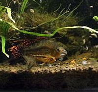 Agassiz's Dwarf Cichlids  "Apistogramma agassizii"