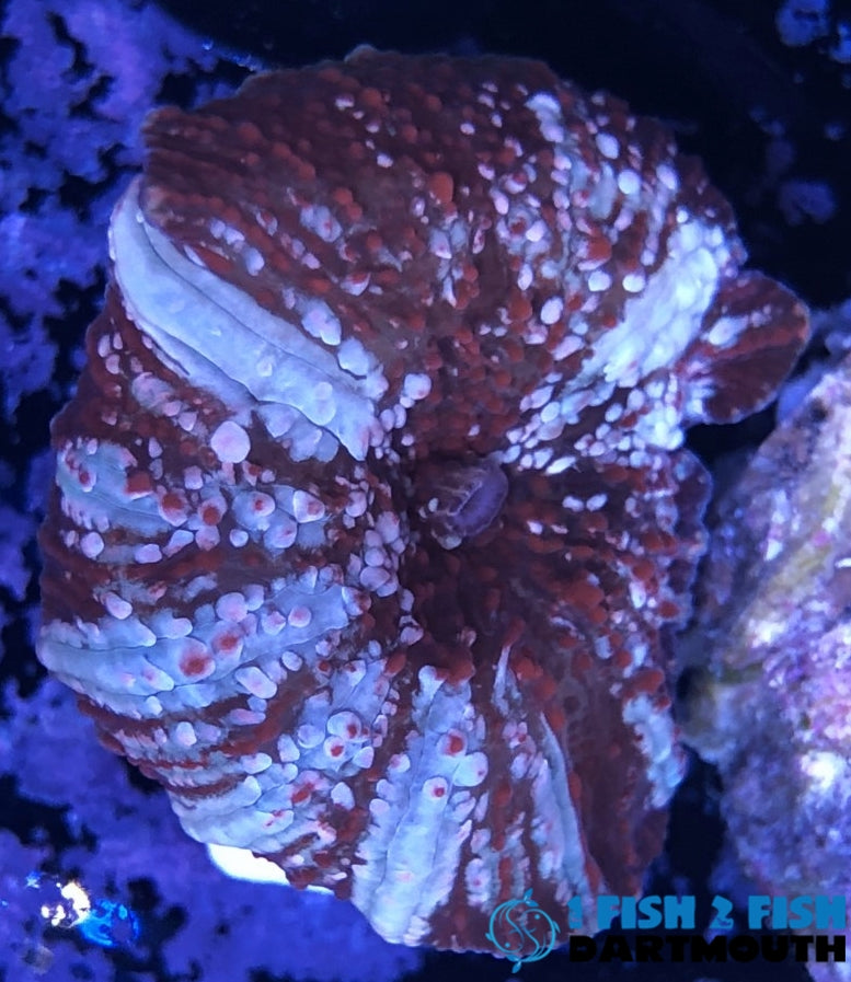 Red Lightning Mushroom