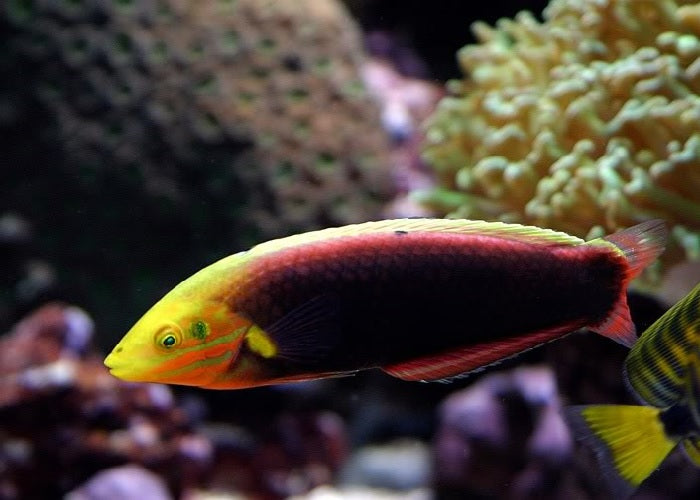 Radiant Wrasse "Halichoeres iridis"