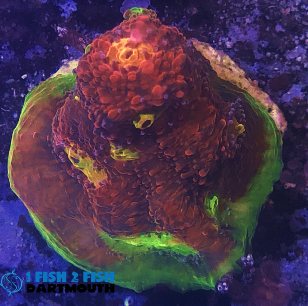 Rainbow Watermelon Chalice Frag
