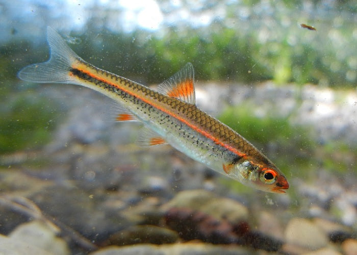 Rainbow Shiner "Notropis chrosomus"