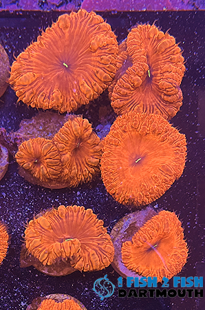 Red People Eater Blasto Frag