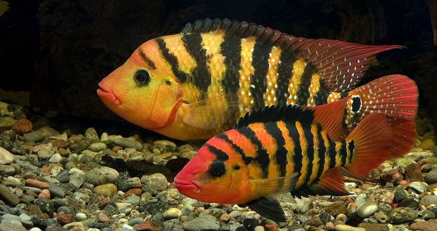 Red Terror Cichlid "Amphilophus festae"