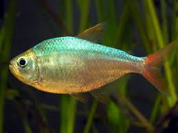 Red Blue Colombia Tetra "Hyphessobrycon colimbianus"