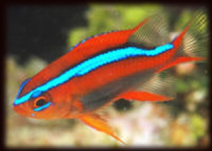 Red Chromis Damselfish "Neoglyphidodon crossi"