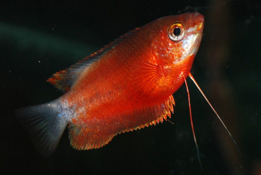 Red Honey Gourami "Colisa sota var"