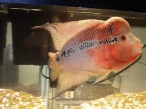 FH Red Lion Monsterkok - "Cichlasoma sp. "