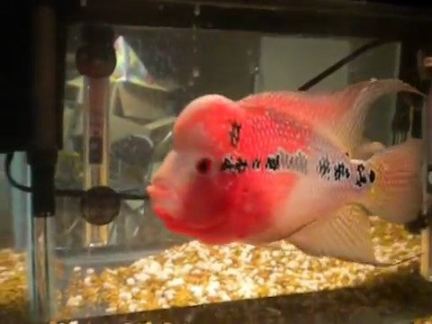 FH Red Lion Monsterkok - "Cichlasoma sp. "