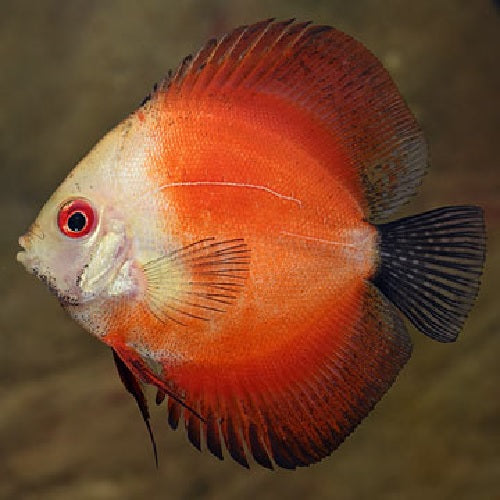 Discus "Symphysodon discus"