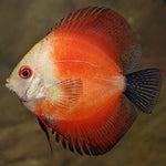 Discus "Symphysodon discus"
