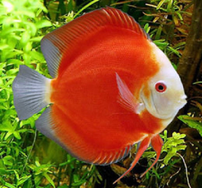 Discus "Symphysodon discus"