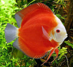 Discus "Symphysodon discus"