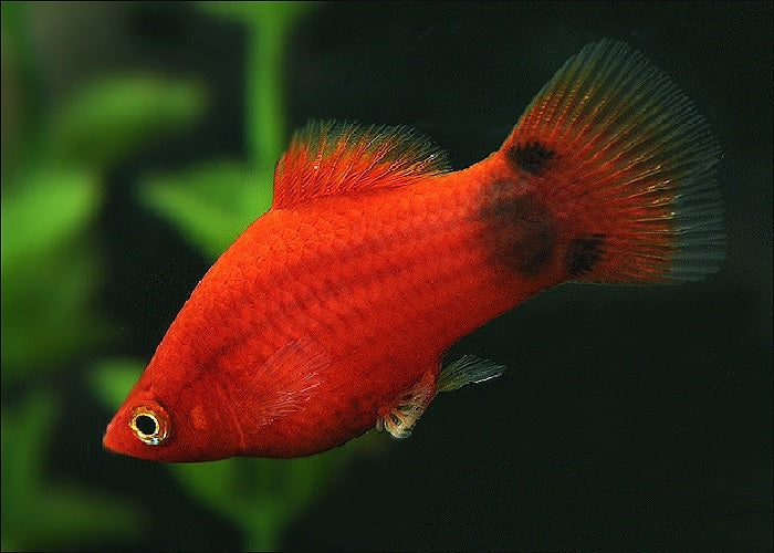 Platy Fish ''Xiphophorus maculatus''