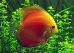Discus "Symphysodon discus"