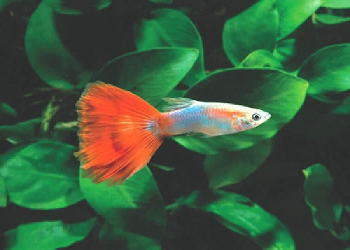 Guppy Fish "Poecilia reticulata"