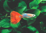 Guppy Fish "Poecilia reticulata"