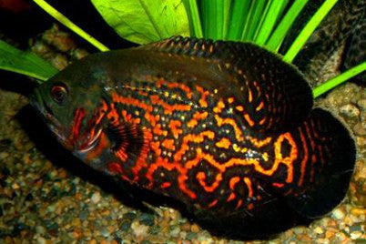 Red Tiger Oscar Cichlid "Astronotus ocellatus"