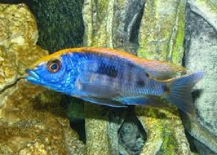 Red Top Malawi Cichlid "Otopharynx lithobates"