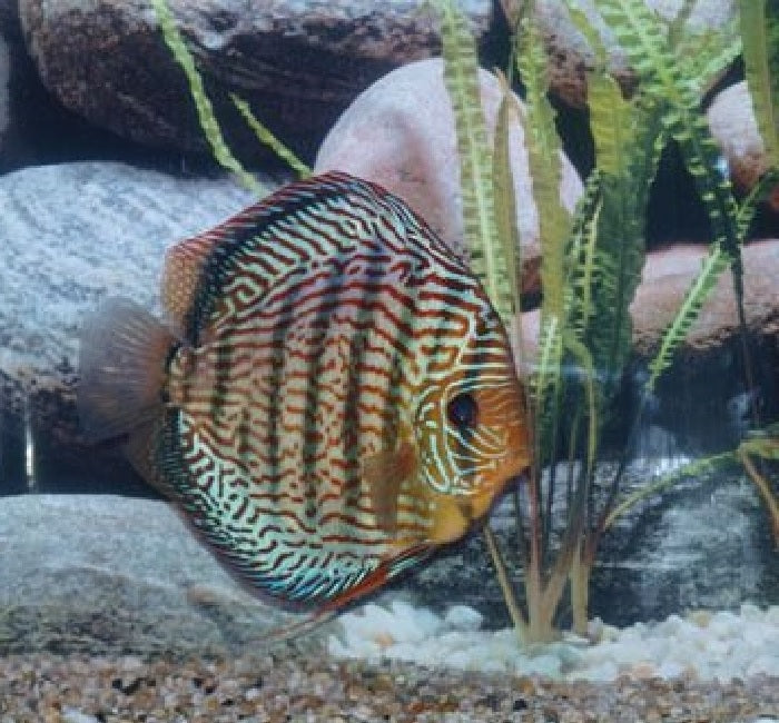 Discus "Symphysodon discus"