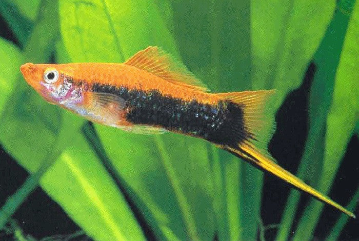 Swordtails "Xiphophorus helleri"