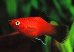 Platy Fish ''Xiphophorus maculatus''