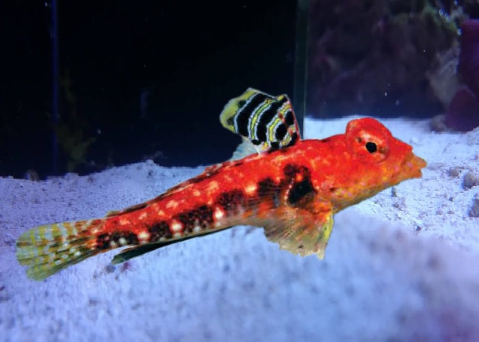 Redback Dragonet "Synchiropus tudorjonesi"