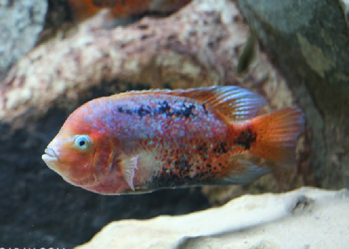 Redhead Cichlid "Vieja synspilum"