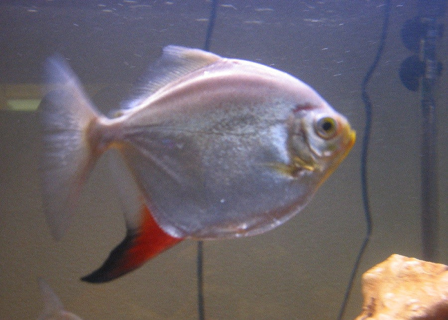 Red Hook Silver Dollar "Myloplus rubripinnis"