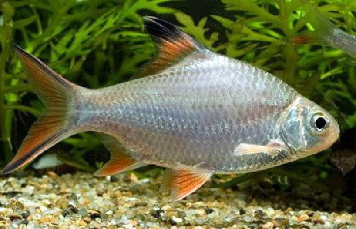 Redtail Tinfoil Barb "Barbodes schwanenfeldii" - Small