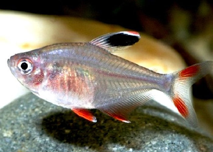 Rosy Tetra "Hyphessobrycon rosaceus"