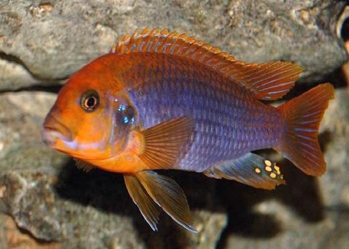 Rusty Cichlid "Lodotropheus Sprengerae"