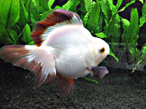 Ryukin Goldfish "Carassius auratus auratus" - 2''