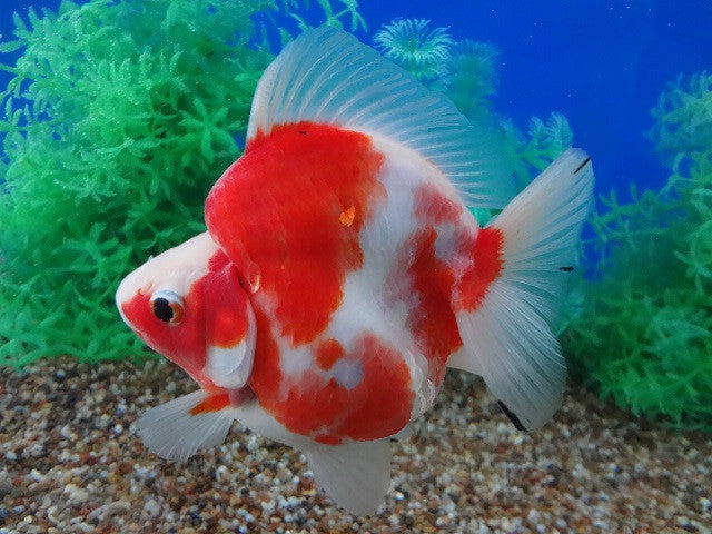 Ryukin Goldfish "Carassius auratus auratus" - 2''