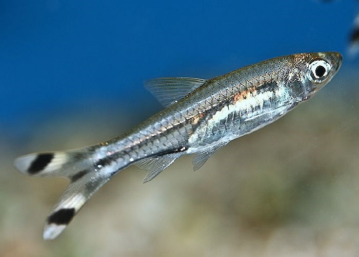 Scissortail Rasbora "Rasbora Trilineata"
