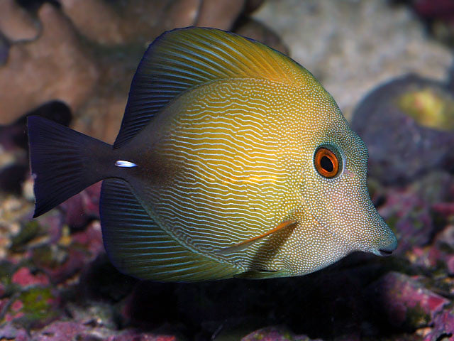Scopas Tang "Zebrasoma scopas"