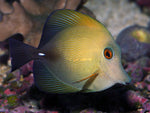 Scopas Tang "Zebrasoma scopas"