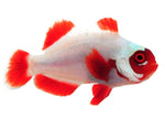Captive bred Clownfish