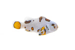 Captive bred Clownfish