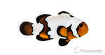 Captive bred Clownfish