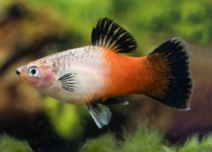 Platy Fish ''Xiphophorus maculatus''