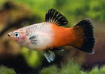Platy Fish ''Xiphophorus maculatus''