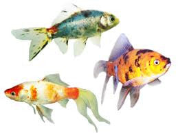 Red & White Shubunkin Goldfish "Carassius auratus"