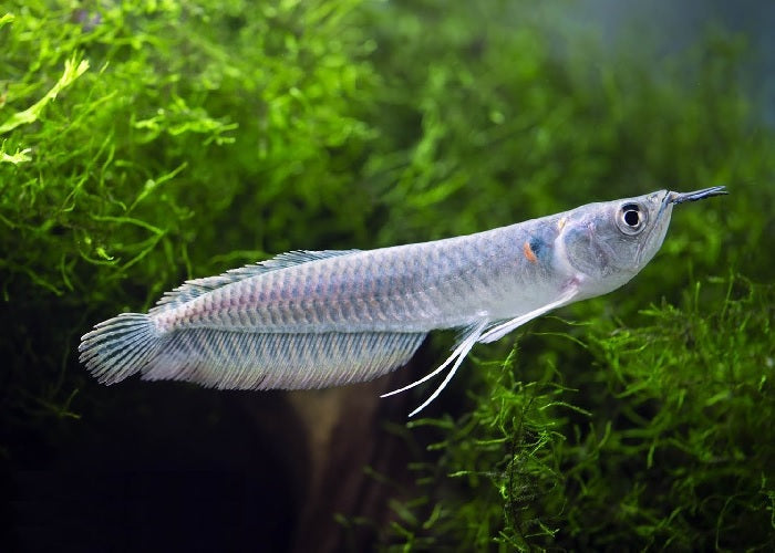 Silver Arowana "Osteoglossum bicirrhosum"