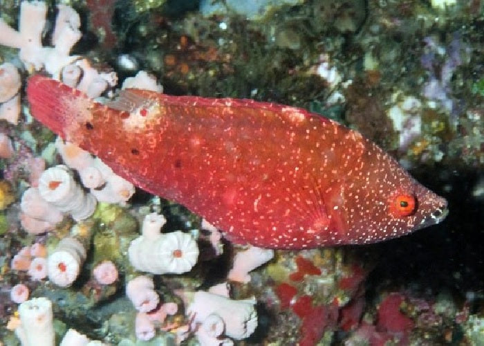 Snooty Wrasse."Cheilinus oxycephalus"