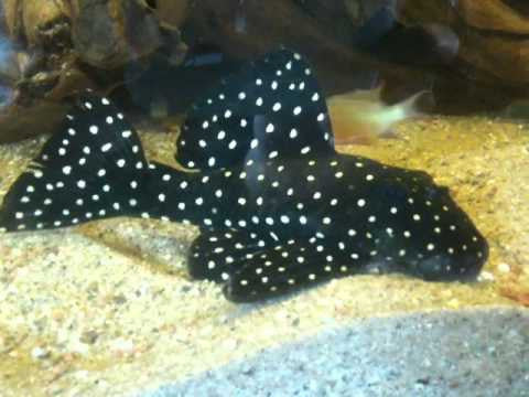 L102 - Snowball Pleco - "Hypancistrus Inspector"