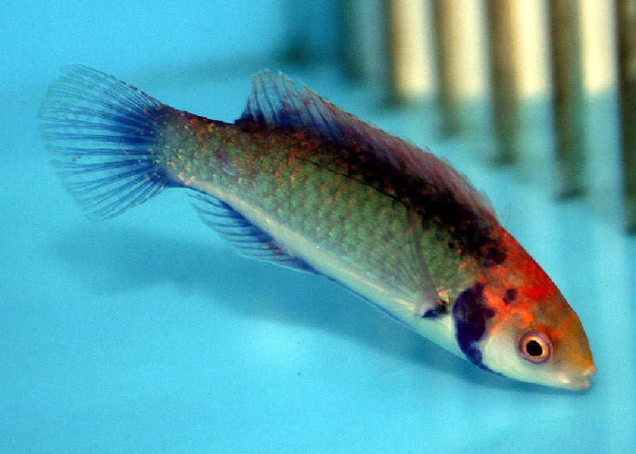 Red Head Solon Fairy Wrasse "Cirrhilabrus solorensis"
