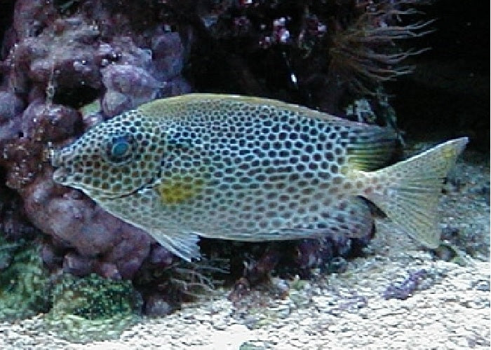 Brown Spotted Rabbitfish "Siganus laqueus"