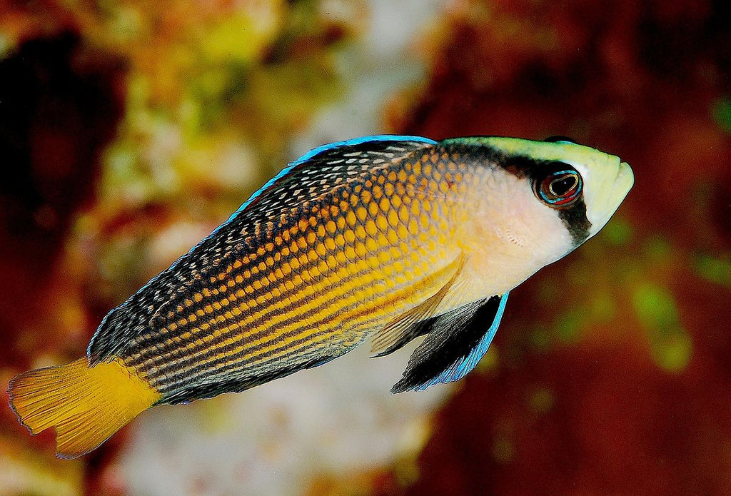Splendid Dottyback "Manonichthys splendens"- Med